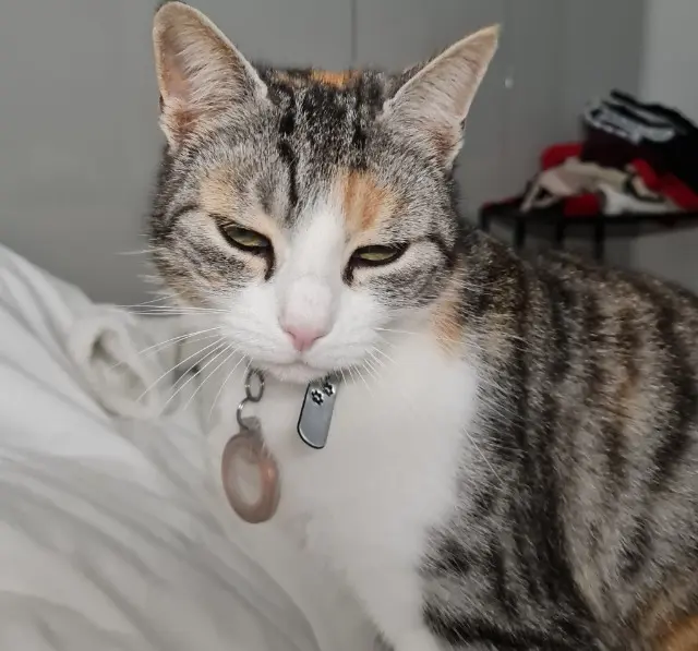 chatte lost   80470 Saint-Sauveur Fifi