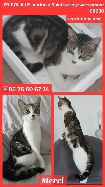 cat lost   80230 Saint-Valery-sur-Somme Fripouille