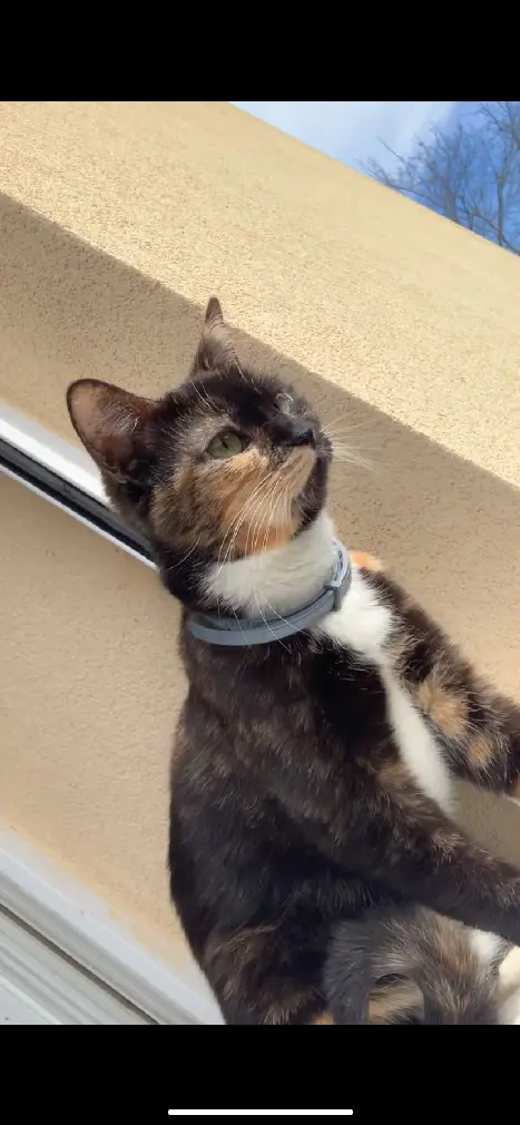 Chatte Perdue 80 Somme Chatte Perdue 80 Somme