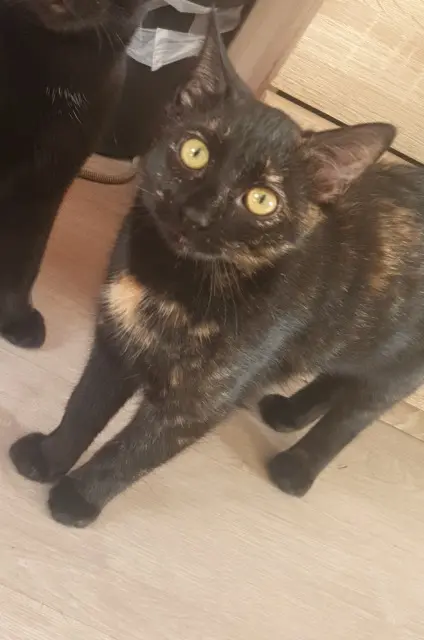 chatte lost   80830 L'Étoile Kiette