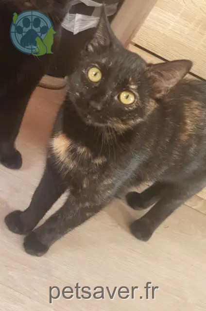 chatte perdue 80830 L'Étoile Kiette chatte lost 80830 L'Étoile Kiette