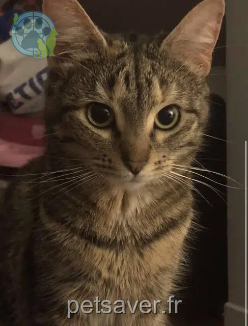 chatte lost   80100 Abbeville Kyubi