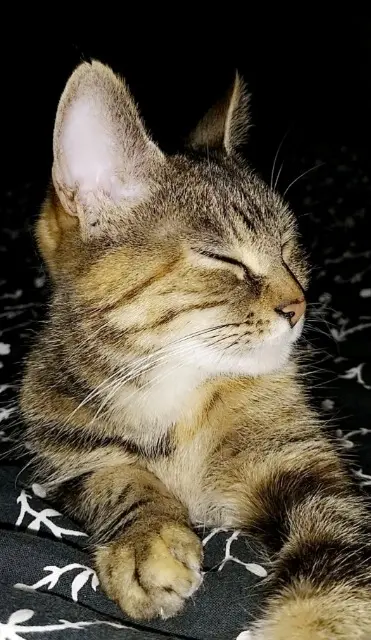 chatte lost   80160 Oresmaux Lechat