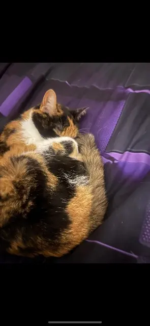 chatte lost   80440 Boves Lilou