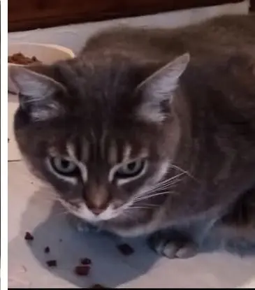 chatte lost   80300 Albert Lily
