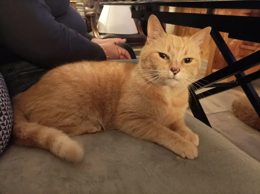 Chatte Perdue 80 Somme - Litchie Chatte Perdue 80 Somme - Litchie