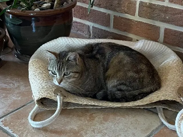 chatte lost   80680 Sains-en-Amiénois Mia