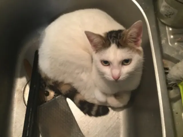 chatte perdue 80140 Oisemont MILKI ou MIMI chatte lost 80140 Oisemont MILKI ou MIMI