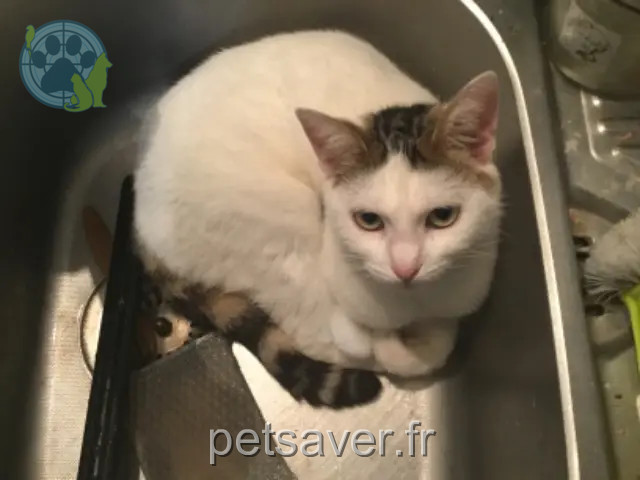 cat lost 80140 Oisemont MILKI ou MIMI cat lost 80140 Oisemont MILKI ou MIMI