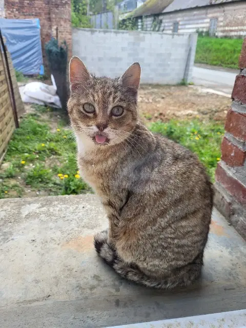 chatte lost   80560 Louvencourt Mimi