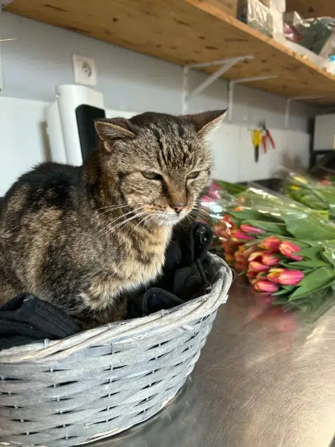 chatte lost   80480 Salouël Nina