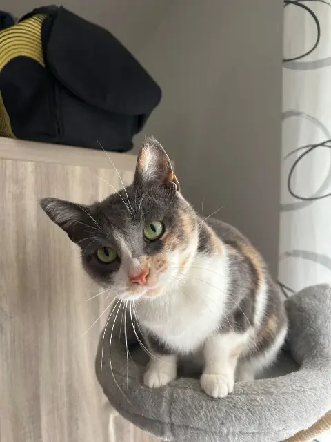 chatte lost   80210 Chépy Nina