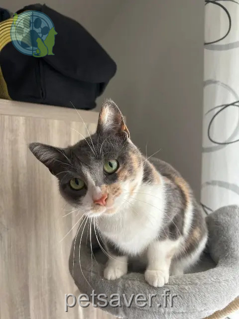 gata perdida 80210 Chépy Nina gata lost 80210 Chépy Nina