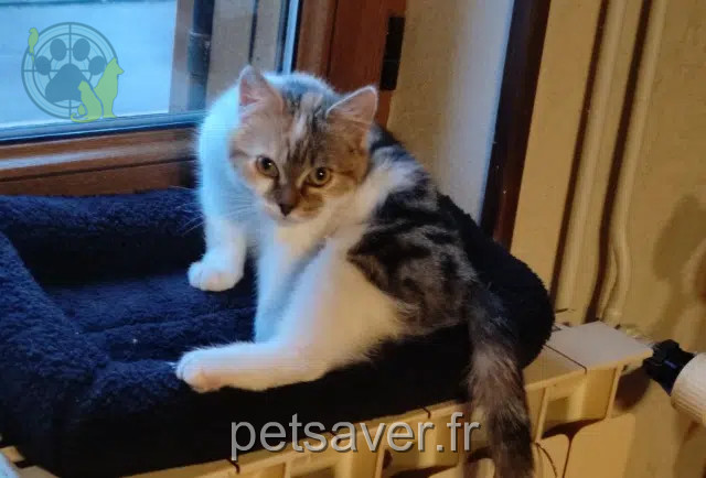 chatte lost   80600 Hem-Hardinval Ophelie