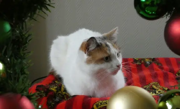 Chatte Perdue 80 Somme - Osiris Chatte Perdue 80 Somme - Osiris