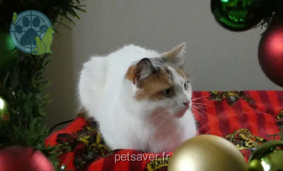 Chatte Perdue 80 Somme - Osiris Chatte Perdue 80 Somme - Osiris