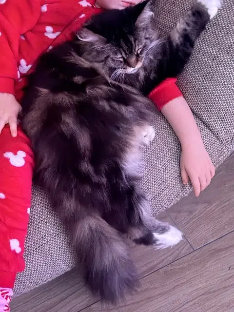 chatte lost   80420 Flixecourt Pewee