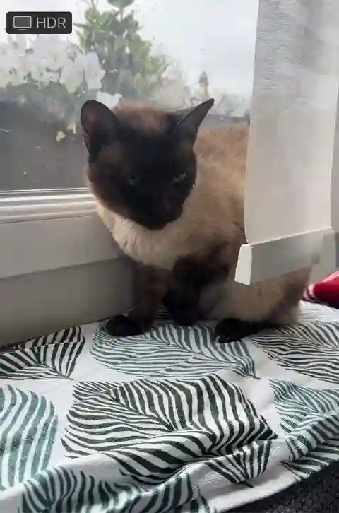 Chatte Perdue 80 Somme - Saba Chatte Perdue 80 Somme - Saba