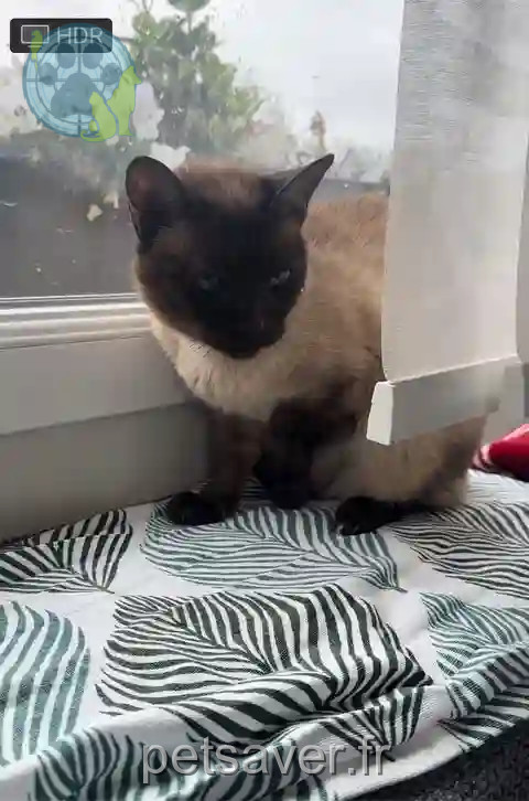 Chatte Perdue 80 Somme - Saba Chatte Perdue 80 Somme - Saba