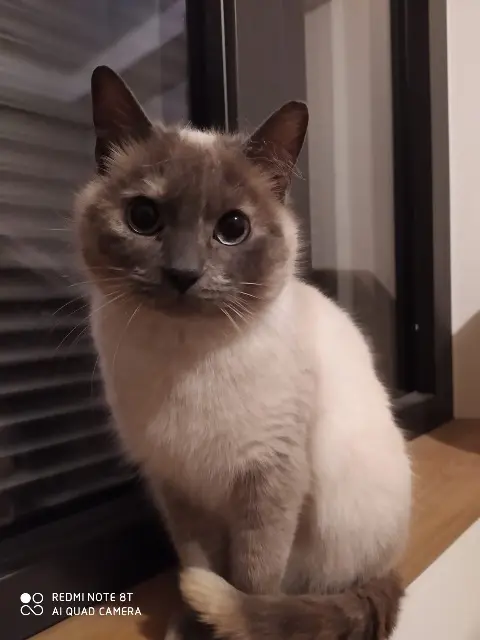 chatte lost   80160 Saint-Sauflieu Sakura