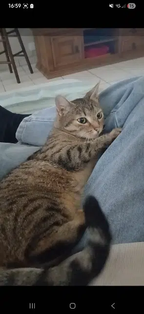 chatte lost   80800 Villers-Bretonneux Shysous