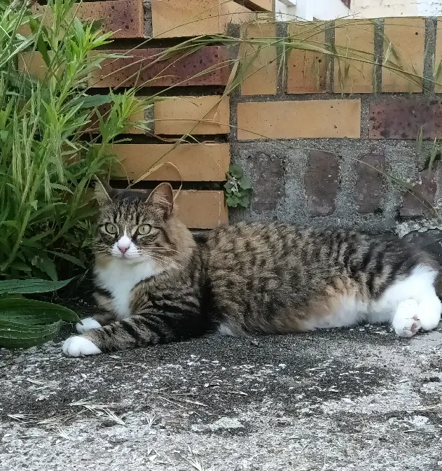 Chatte Perdue 80 Somme - Skinny-anciennement-hopale Chatte Perdue 80 Somme - Skinny-anciennement-hopale