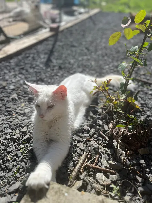 Chatte Perdue 80 Somme - Tara-alias-moumoutte Chatte Perdue 80 Somme - Tara-alias-moumoutte