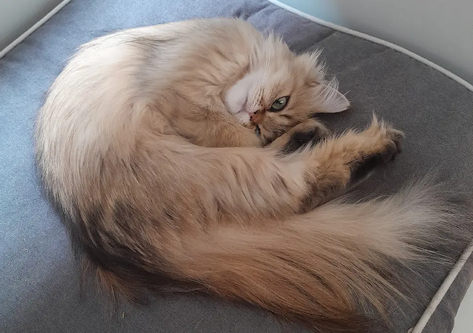 Chatte Perdue 80 Somme - Thalia Chatte Perdue 80 Somme - Thalia