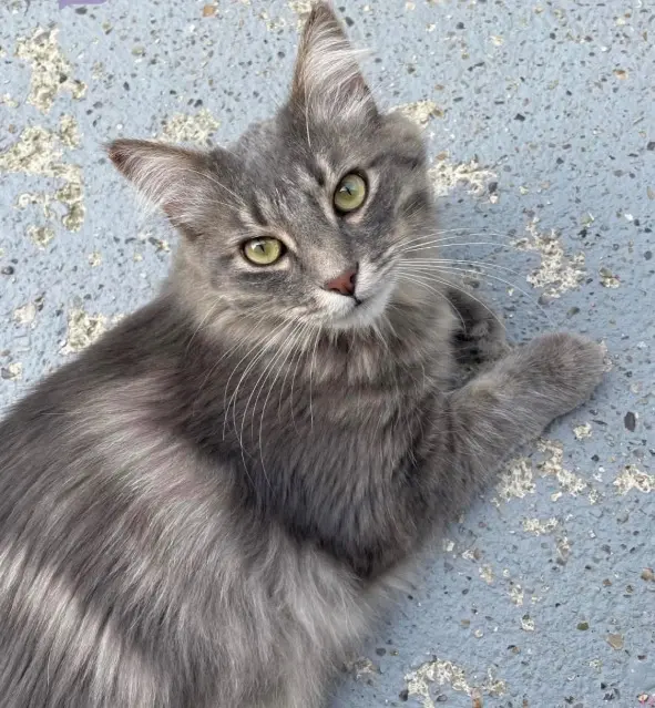 chatte lost   80500 Trois-Rivières Brigitte