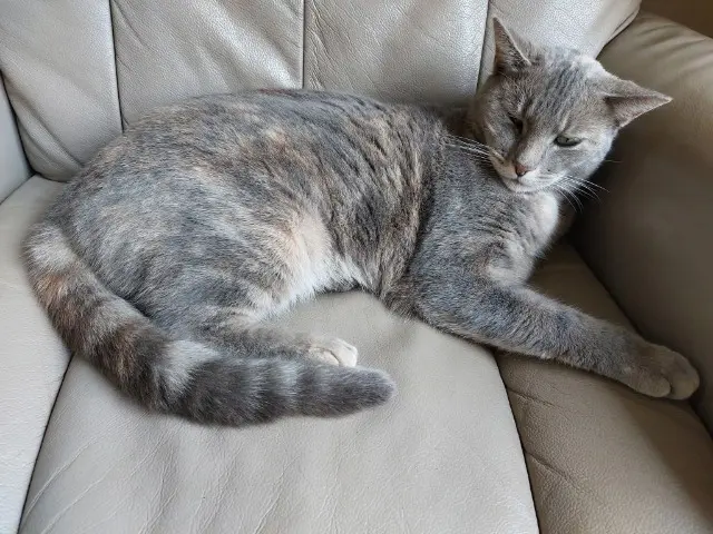 chatte lost   80440 Blangy-Tronville Twixie