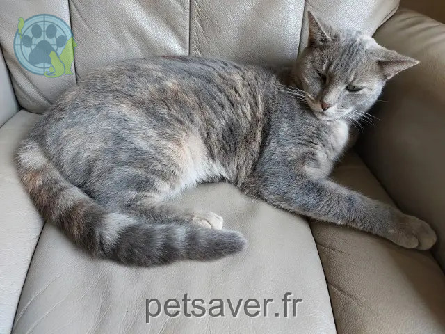 gata perdida 80440 Blangy-Tronville Twixie gata lost 80440 Blangy-Tronville Twixie