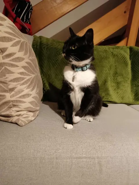 chatte lost   80120 Favières Vendredi