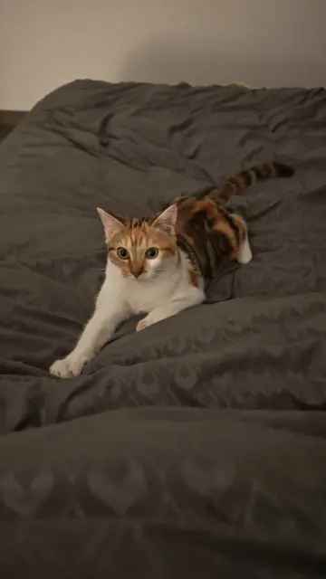 chatte lost   80800 Lamotte-Warfusée Vespa