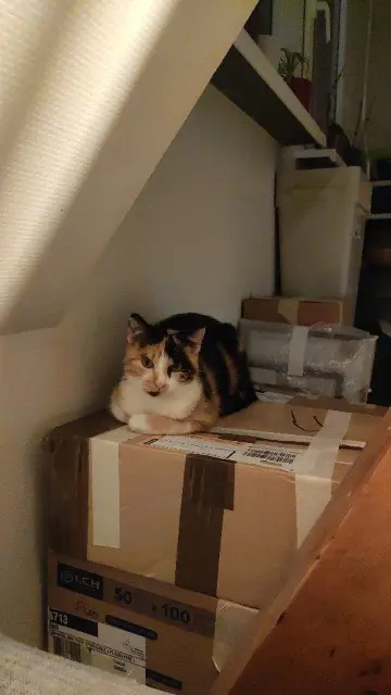 chatte lost   80600 Longuevillette Zya