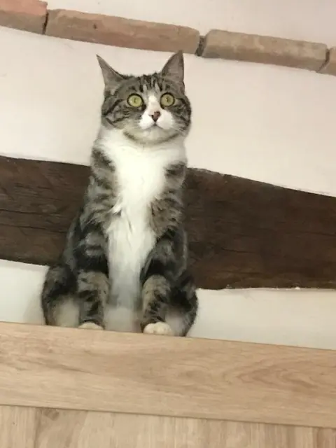 chatte lost   81390 Puybegon Anne SICARD MENIN