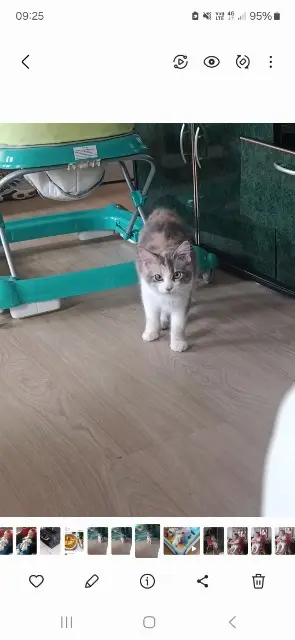 chatte lost   81290 Labruguière Bella
