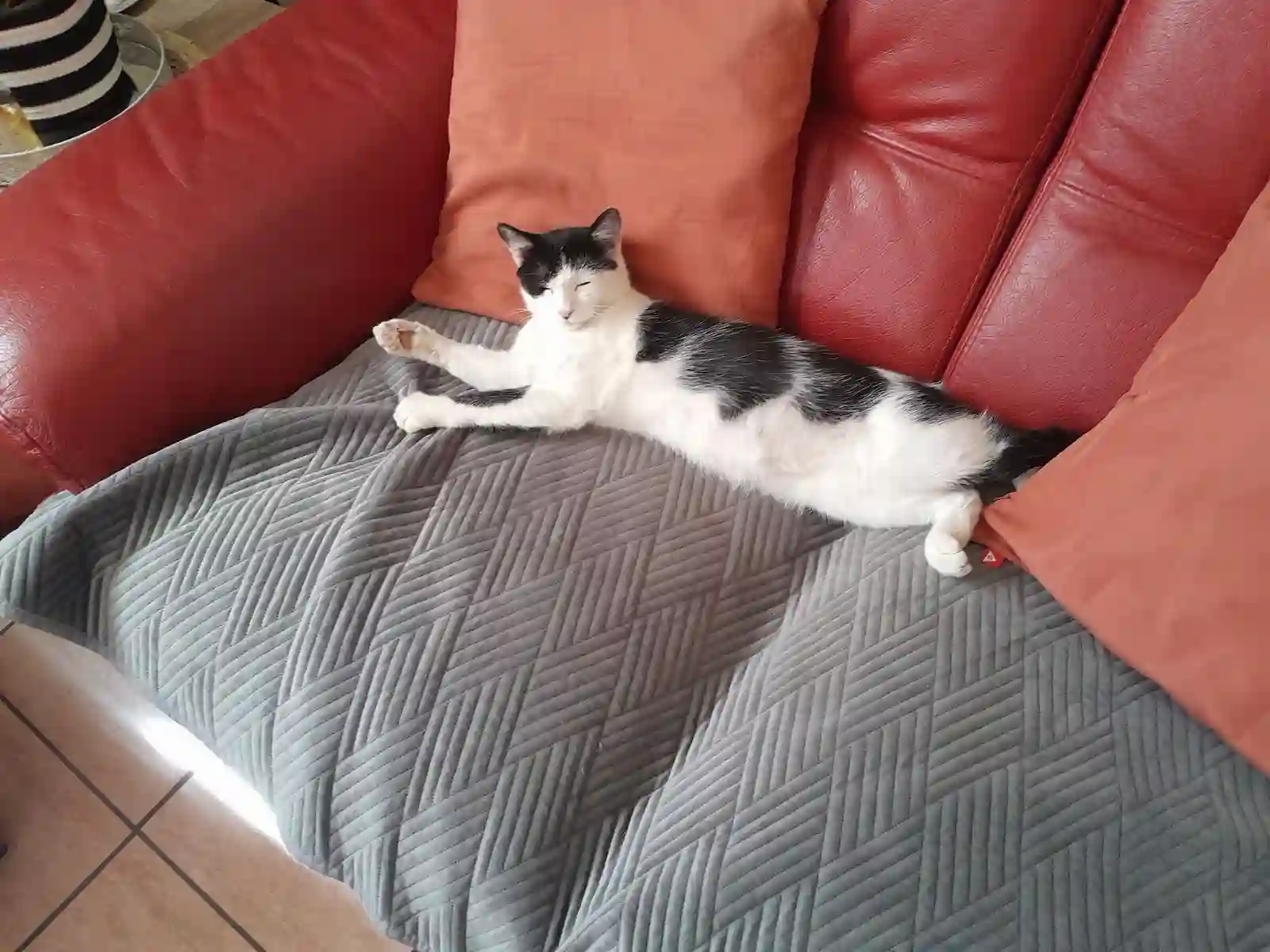 Chatte Perdue 81 Tarn - Bella Chatte Perdue 81 Tarn - Bella