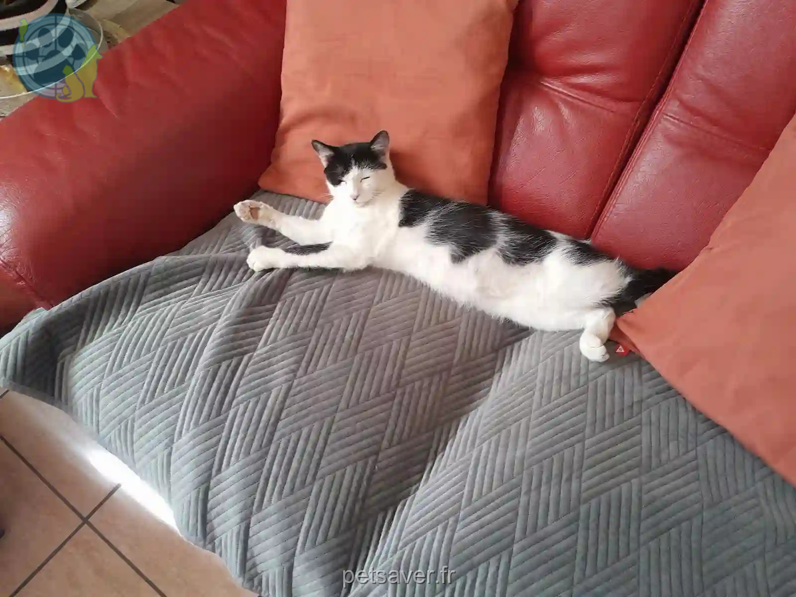 Chatte Perdue 81 Tarn - Bella Chatte Perdue 81 Tarn - Bella