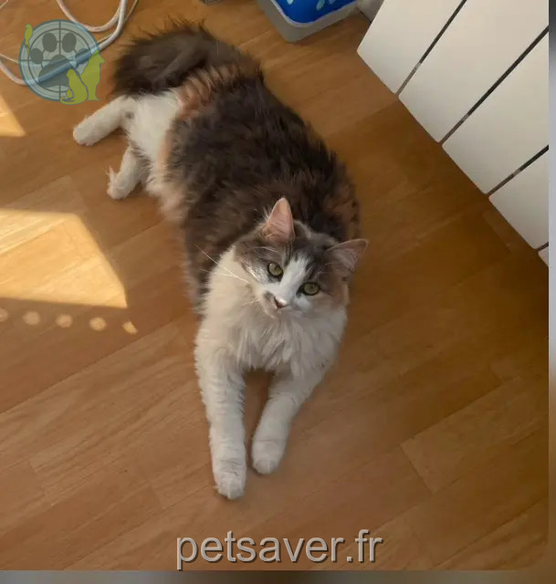 cat lost 81000 Albi Bouna cat lost 81000 Albi Bouna