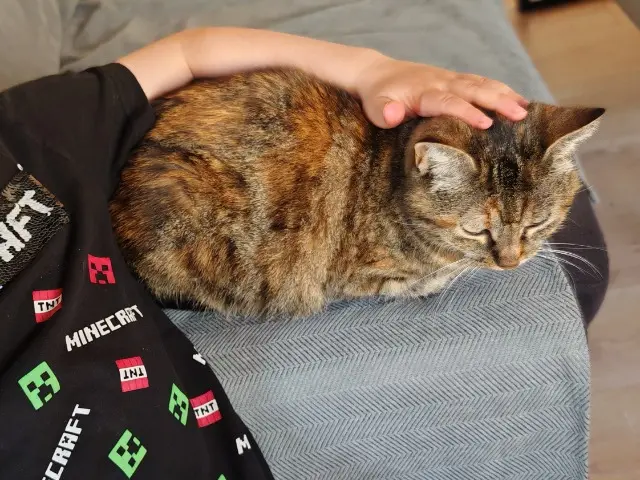 chatte lost   81250 Alban Chatouille