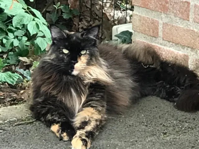 chatte lost    Puygouzon Comete