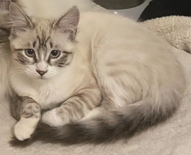 chatte lost   81100 Castres Crevette