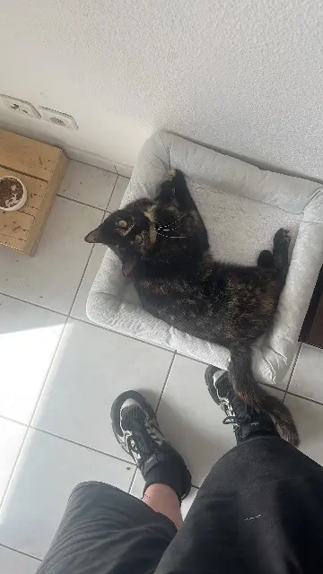 chatte lost   81600 Gaillac Déca