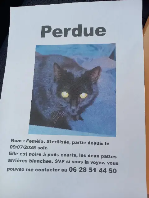 chatte lost   81370 Saint-Sulpice-la-Pointe Femèla