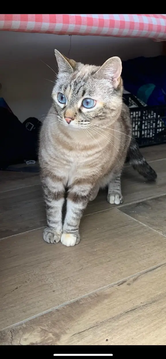 Chatte Perdue 81 Tarn - Francisse Chatte Perdue 81 Tarn - Francisse