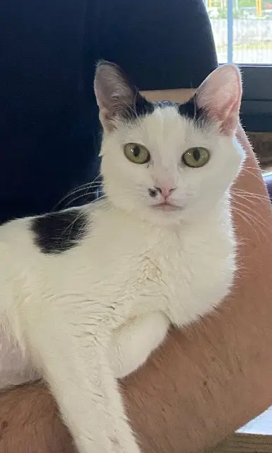 chatte lost    Puygouzon Fureur