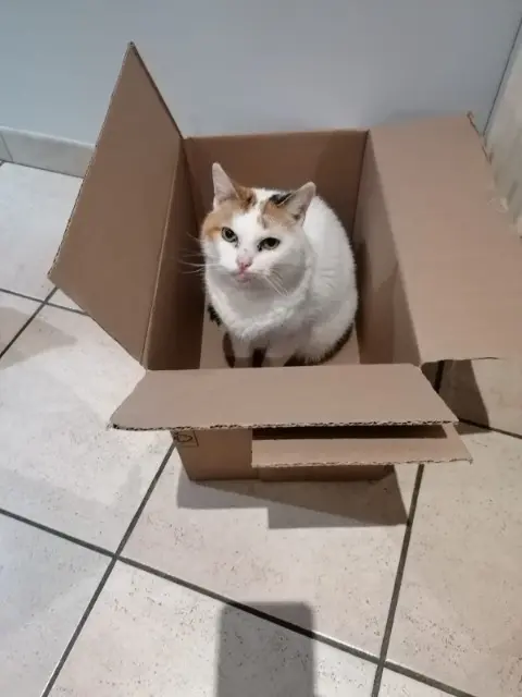 chatte lost   81350 Saussenac Félia