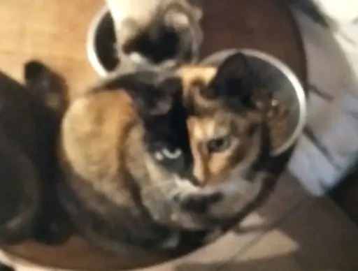 chatte lost   81250 Paulinet Galou