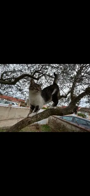 chatte lost   81000 Albi june