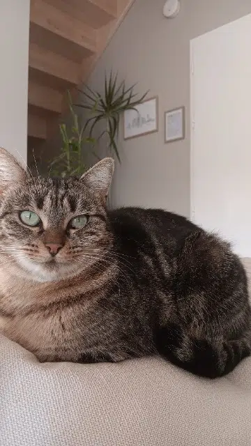 chatte lost   81990 Le Sequestre Olympe